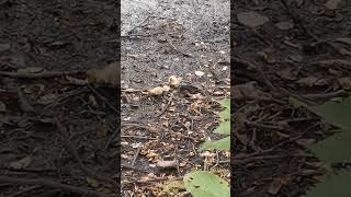Ducklings