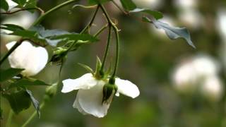 音樂磁場(風) -嫁妝 , ＃ 玫瑰A  Roses - Taiwan