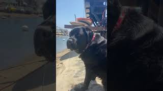 Lifeguard on Duty🛟🐕‍🦺#lifeguard #labrador #blacklab #labradorretriever #cruztheblacklab