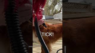 Find Ticks FAST With THIS Tool! 😳