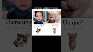 Jennie cat women 🌚✨ #blackpinkmembers #jennieedits #jenniekim #jennieedit #dameungrr
