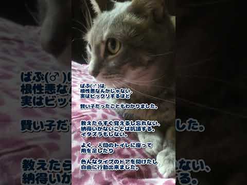 ばぶ(♂)18歳11ヶ月。虹の橋を渡りました🌈