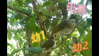 白頭翁母鳥帶幼鳥，平安長大。