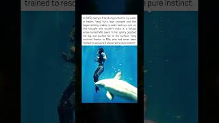 Beluga Whale Saves Drowning Diver In Icy Water