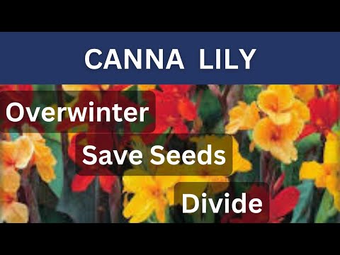 How To Overwinter Canna Lilies | Divide & Collect Canna Lily Seeds