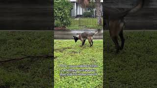 #malinoismonday #dogbreed #disabilityawareness #belgianmalinois #belgianmal #malinois #workingk9