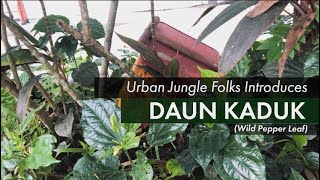 Wild Pepper Leaf - Daun Kaduk | Urban Jungle Folks and Singapore Permaculture