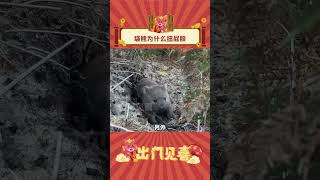 原来袋熊扭屁股是喜欢我哇！#娱乐评论大赏 #袋熊 #神奇的动物 #shorts  #出门见喜