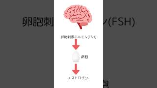 エストロゲンとプロゲステロンの関係、超ざっくり！【資格サポート研究所】 #youtubeショート #資格試験 #エストロゲン#プロゲステロン#救命士試験 #ショート解説