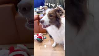 小さい声を出す練習をするボーダーコリーが可愛い(笑) #shorts