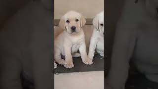 💛 Heavy quality Lab puppy Available 🥰🤍#labrador #petshub #subscribe 🙏