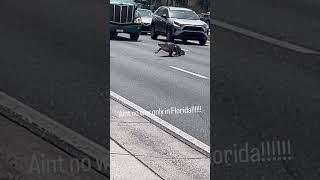 Florida Alligator Stops Traffic #Alligator #Florida #Wildlife