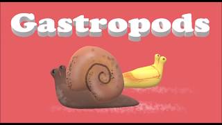 Mollusca (Mollusks): Super Short Phylum Song #6 (A "Summertime" Parody)