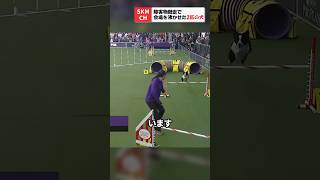 障害物競走でボーダーコリーとハスキーが会場を沸かせる‼︎