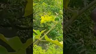 Birds Sound# Uyirvanam# Organic sundakkai (turkey berry)plucking