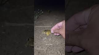 Boing catch frogs funny - froggy catchfunny wep wep - funny froggy #shorts