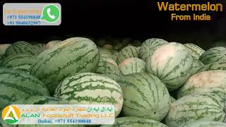 #Required #For #Dubai #Watermelon #From #India  भारत से तरबूज की आवश्यकता