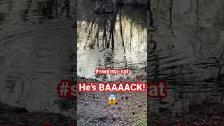 Heeee’s BAAACK!!! #annedalehomestead #wildlife #nutria #homestead #creek #go #shorts #getgoing #fyp