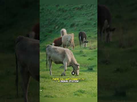 Cyber Grazing: Smart Pasture Management for Stress-Free Livestock Farming 🐄💡 Innovation Shorts! 🎥