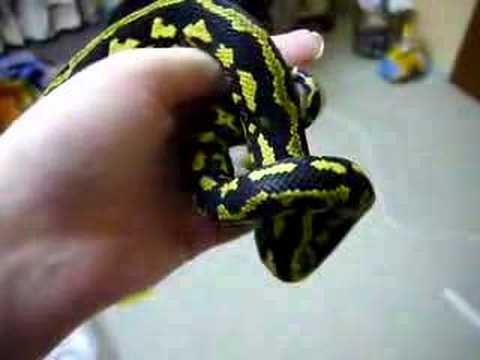 Morelia Spilota Cheynei - Jungle Carpet Python