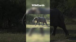 Dear Wildebeest, please get out of my way!