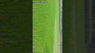 Beautiful Fields of Bangladesh #ytshorts #viralbd #viralblog #ytshort #inside #outside #youtubeshort