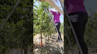 #AppleFarm #Parttimework #임영웅노래 #고마운사람 #임영웅 Apple Farming part time work experience