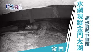 【安心國旅】振興台灣 何處去｜金門最大水庫出現瀕臨絕種保育類！