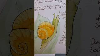 Watercolor Snail #gameassets #gamedev #watercolor #traditionalart #journal #worldbuilding #art #draw
