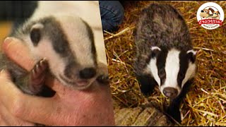 【まさに絵本の世界】愛らしい森の番人 アナグマたちを守れ！イギリス王立施設の保護活動に潜入取材【どうぶつ奇想天外／WAKUWAKU】
