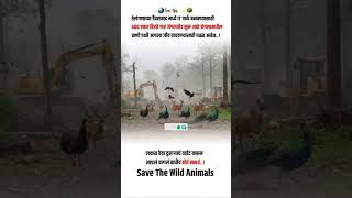 #animals #savetrees #saveworld #tree #update #news #new #itproject #haidrabad