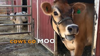 Cows Go Moo Compilation: REAL Cow Sounds for Kids