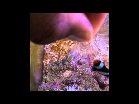 Clown Fish