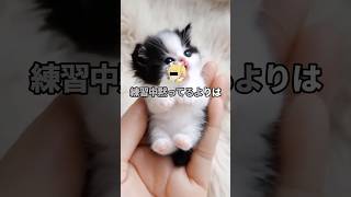 虹夏「ワイくん…結束バンド辞めてほしいの」【2ch面白スレ】