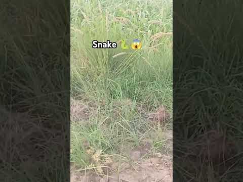 فصلوں میں سانپ 🐍#snake #villagevlog