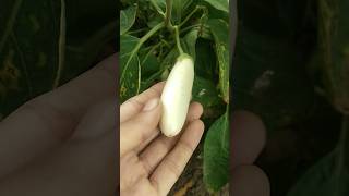 brinjal tips