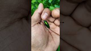 It is the Smaller shiny jewel beetle p4 #beautifulinsects #nature #anyuniqueanimals#insects