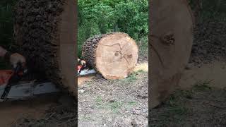 Stihl 462 vs Massive Wood Chainsaw Cutting #sthilms462 #bigtree
