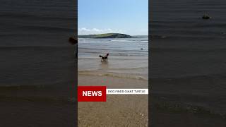 My Dog Found A Sea Monster #shorts #seamonster #bravedog #seaturtles