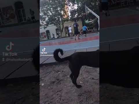 basket en el parque Urquiza + cámara lenta . 📸