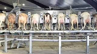 MODERN HIGH-TECH GOAT FARMING-AMAZING GOAT FARM-MODERN TECHNOLOGY  ALPINE GOAT BREED