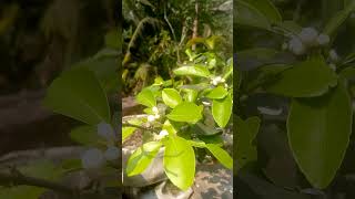 মৌসুমী লেবু গাছ😍 #মৌসুমী #লেবুর #গাছেরপরিচর্যা #ছাদবাগান #2k25 #food