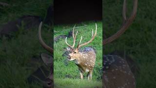The Best Looking Deer In The World! Chital / Axis Deer 😍
