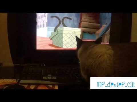 Siamese cat watches “we are Siamese” scene from Lady and the Tramp