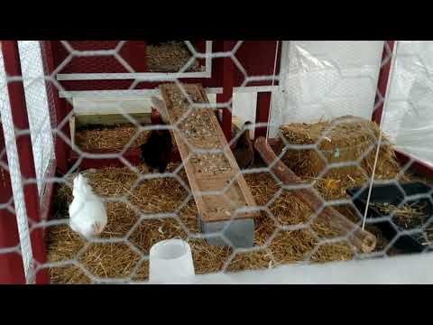 23 Week Old Welsummer Rooster Crowing
