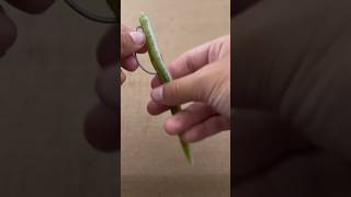 How to rig a Texas rig #viral #fishingbait #foryou