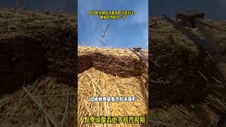 為什麽英國人喜歡用稻草蓋房子#科普 #涨知识 #冷知识 #科普一下