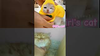 ☠️☠️Girls cat vs boys cat#persiancat#cutecat#viralshort#viralcat#sigmashort#sigmacat#sigmacatedit#