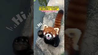 南京金牛湖野生动物王国，小熊猫好像会说话，人模人样伸手“打招呼”，“可可爱爱，超有礼貌”❤️ #小熊猫 #可爱