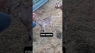 Baby Goat Goes Crazy for Cookie Treats